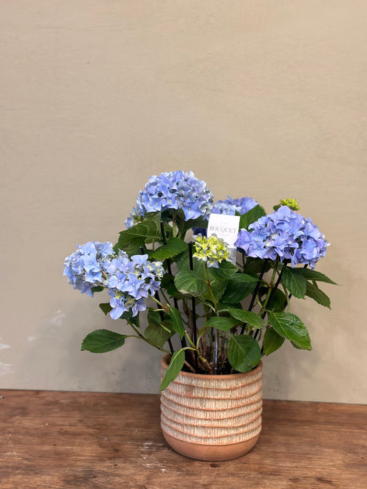 Hydrangea Plant