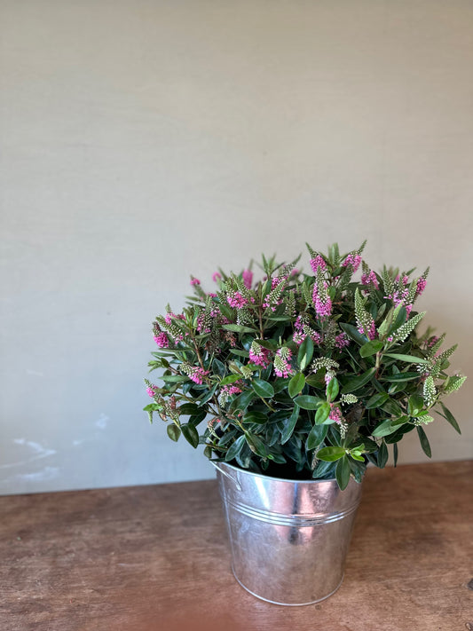 Christmas Outdoor Plant