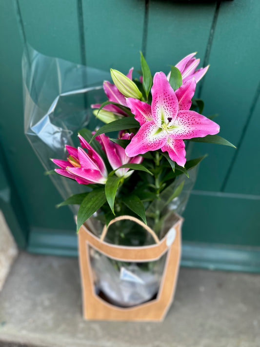 Christmas Indoor Plant