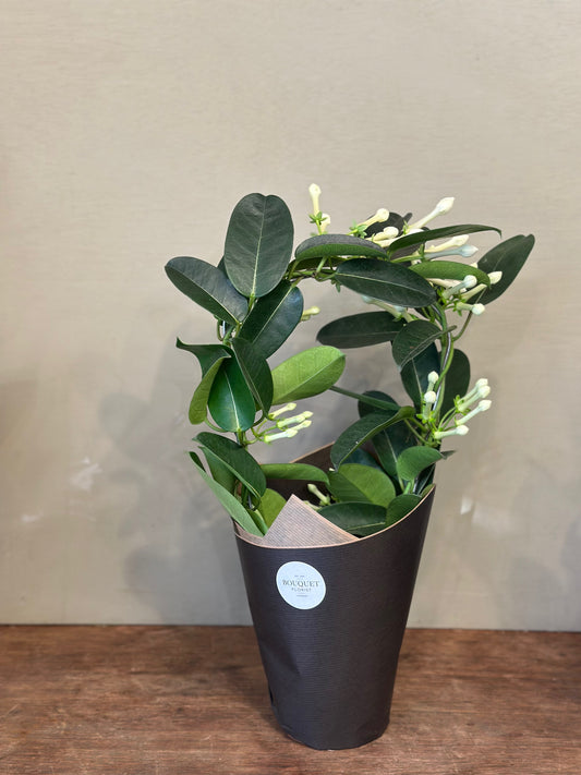 White Stephanotis Plant