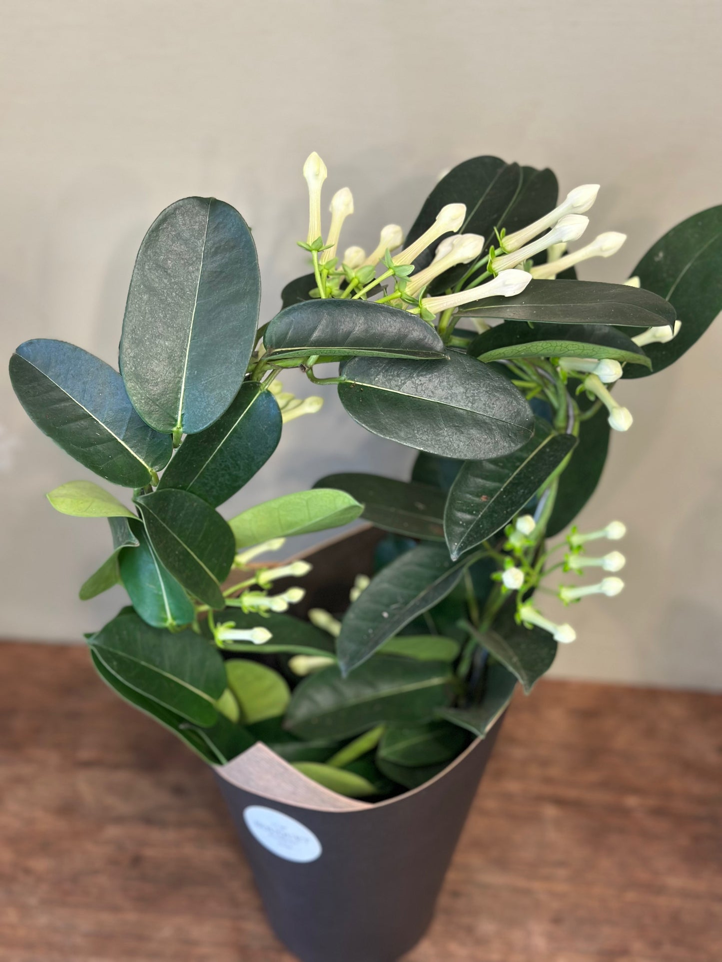White Stephanotis Plant