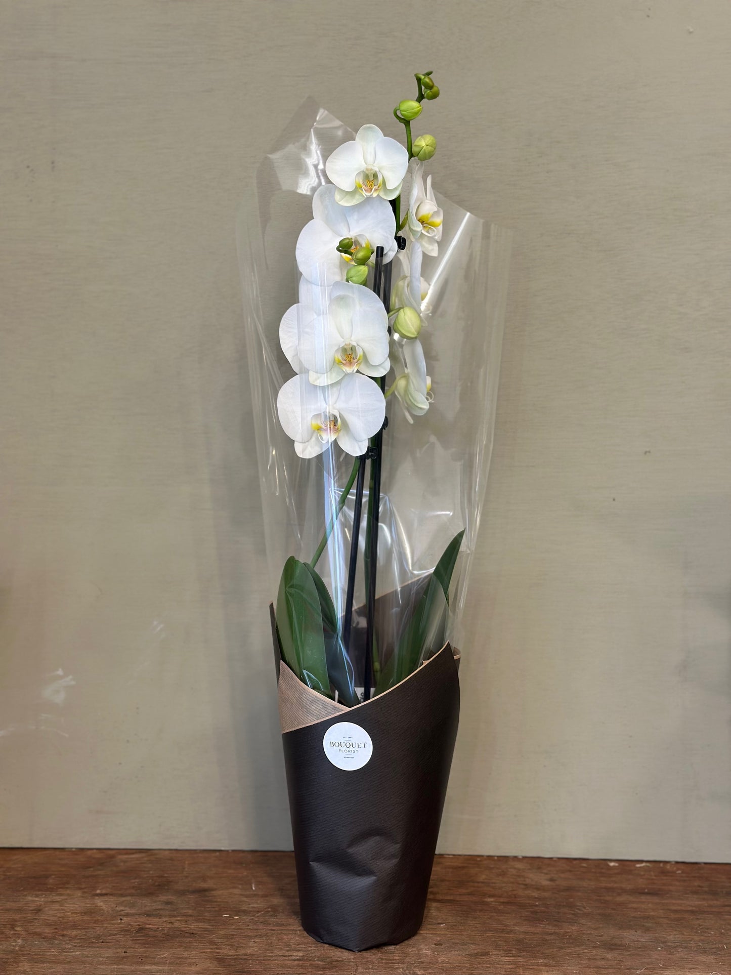 White Orchid Plant