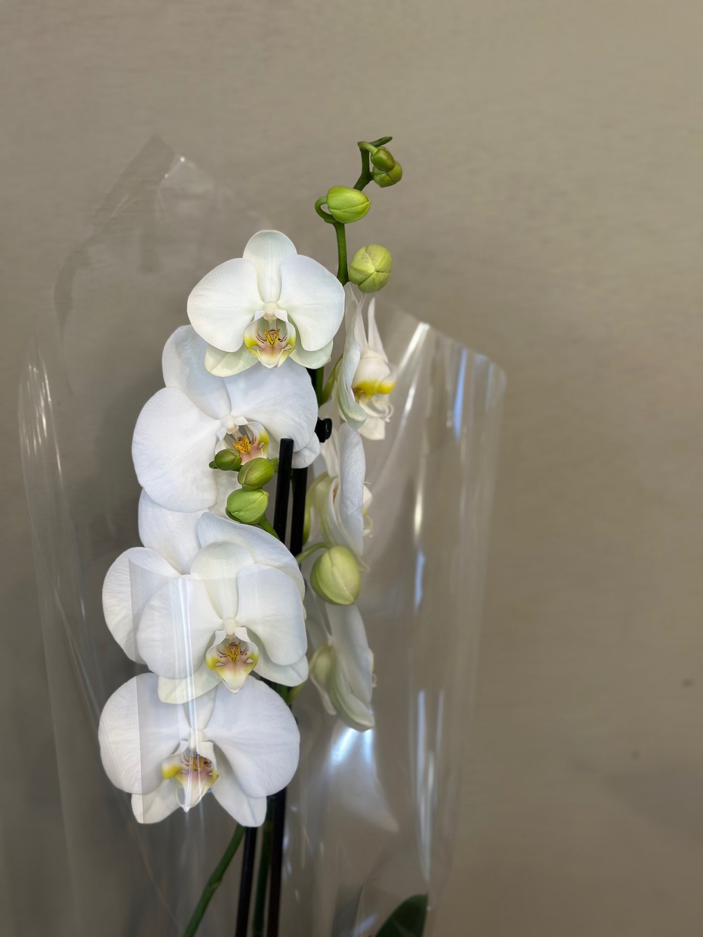 White Orchid Plant
