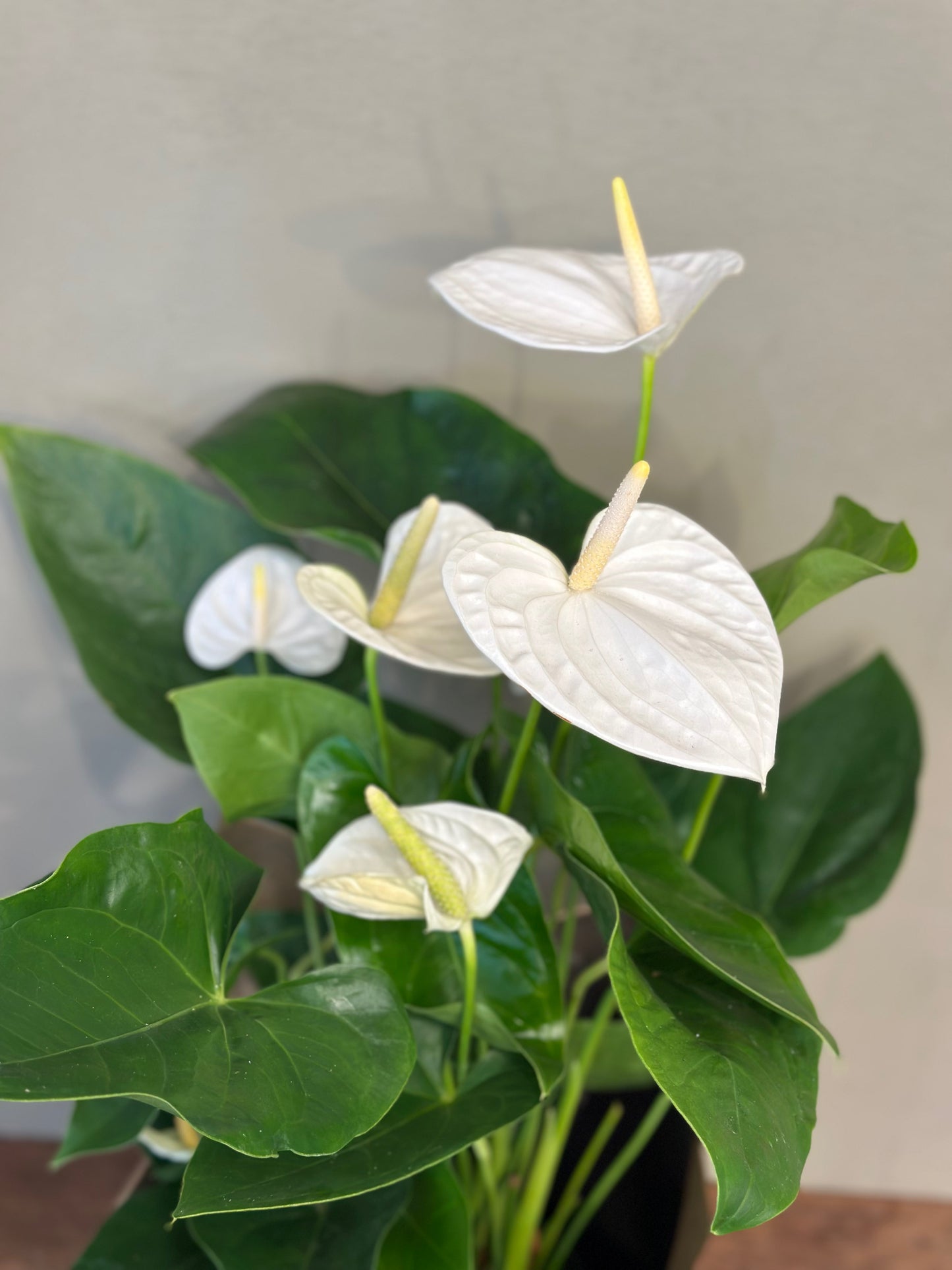 White Anthurium Plant