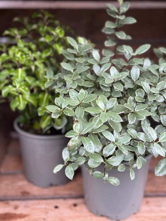 Outdoor Plant Subscription (£20.00 - £100.00) Weekly, Fortnightly, Monthly, Annual