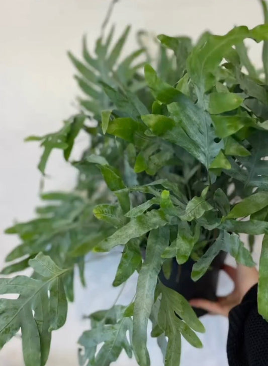 Indoor Plant Subscription (£20.00 - £100.00) Weekly, Fortnightly, Monthly, Annual