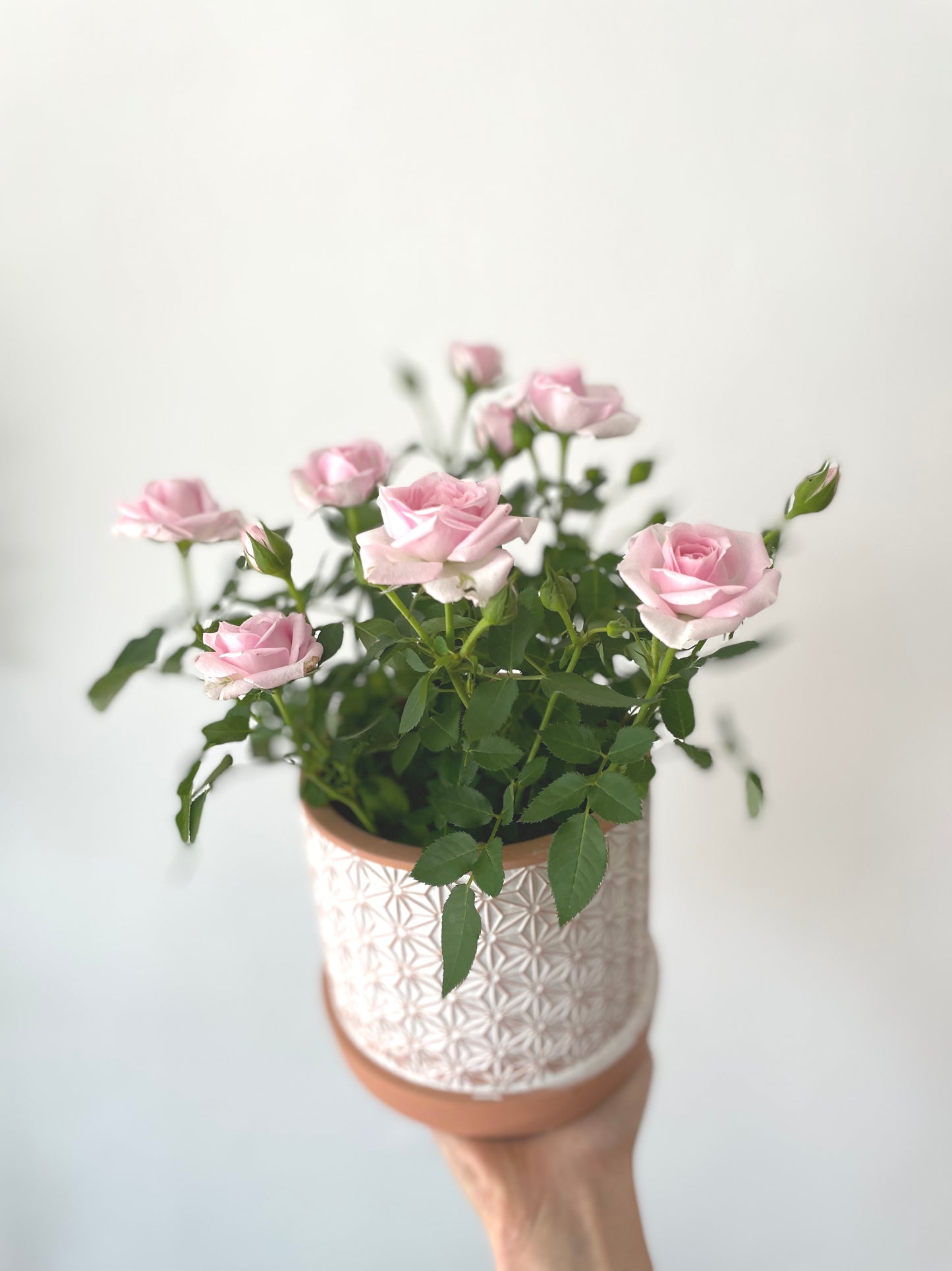 Summer Plant