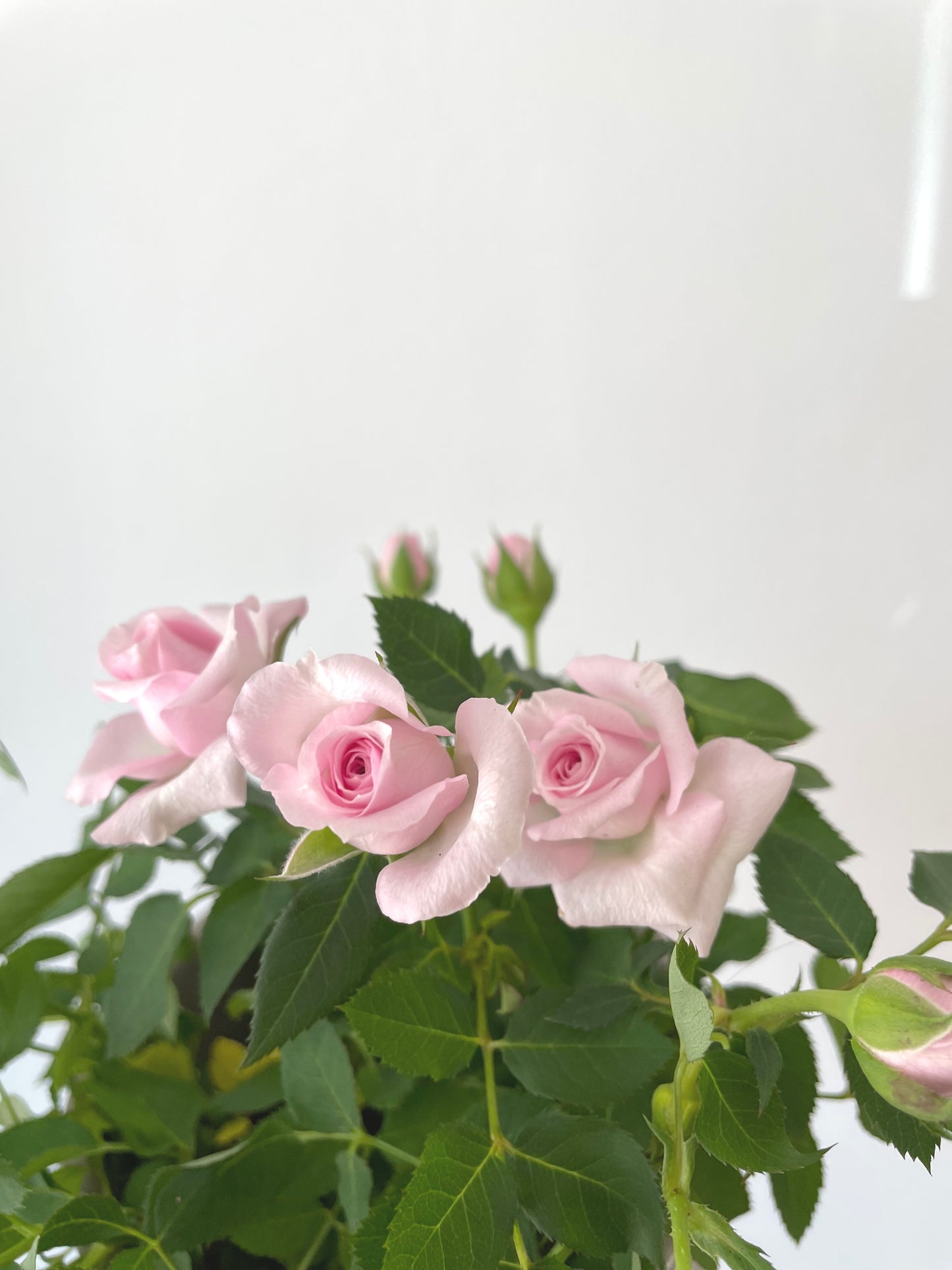 Summer Plant