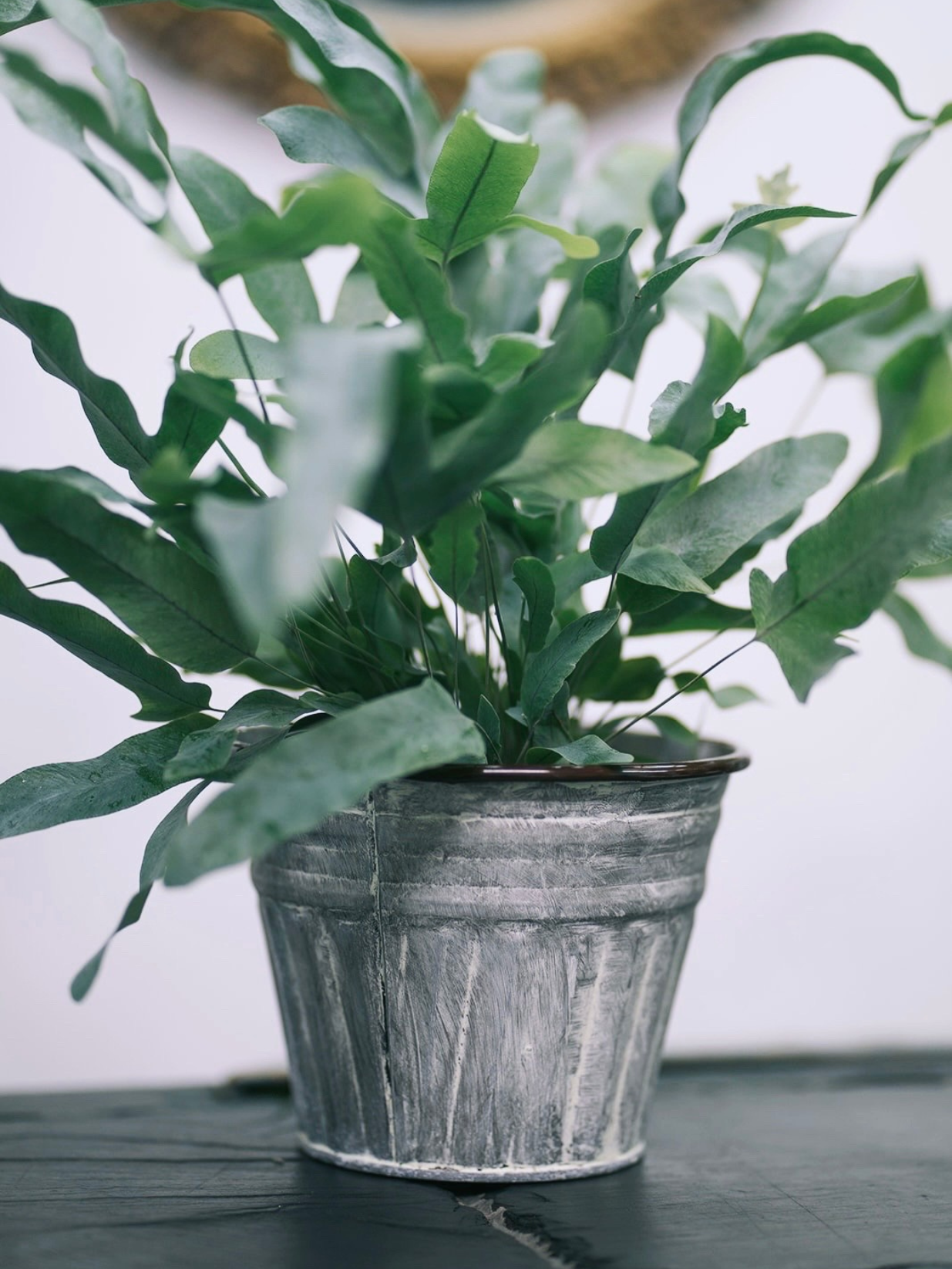 Indoor Plant