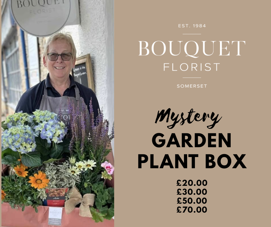 Mystery Garden Plants Box