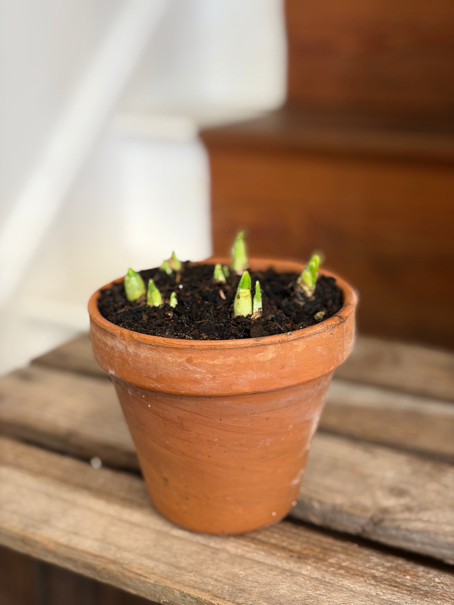 Bulbs (Raising money for The Space)