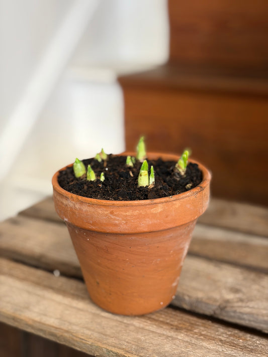 Bulbs (Raising money for The Space)