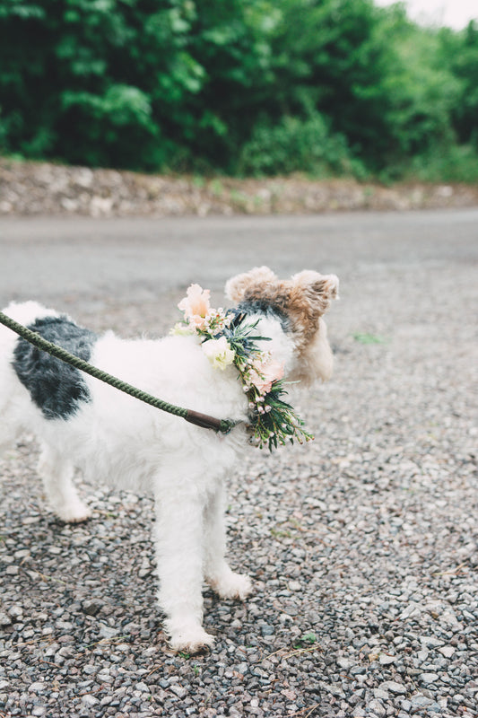 Floral Dog Collar