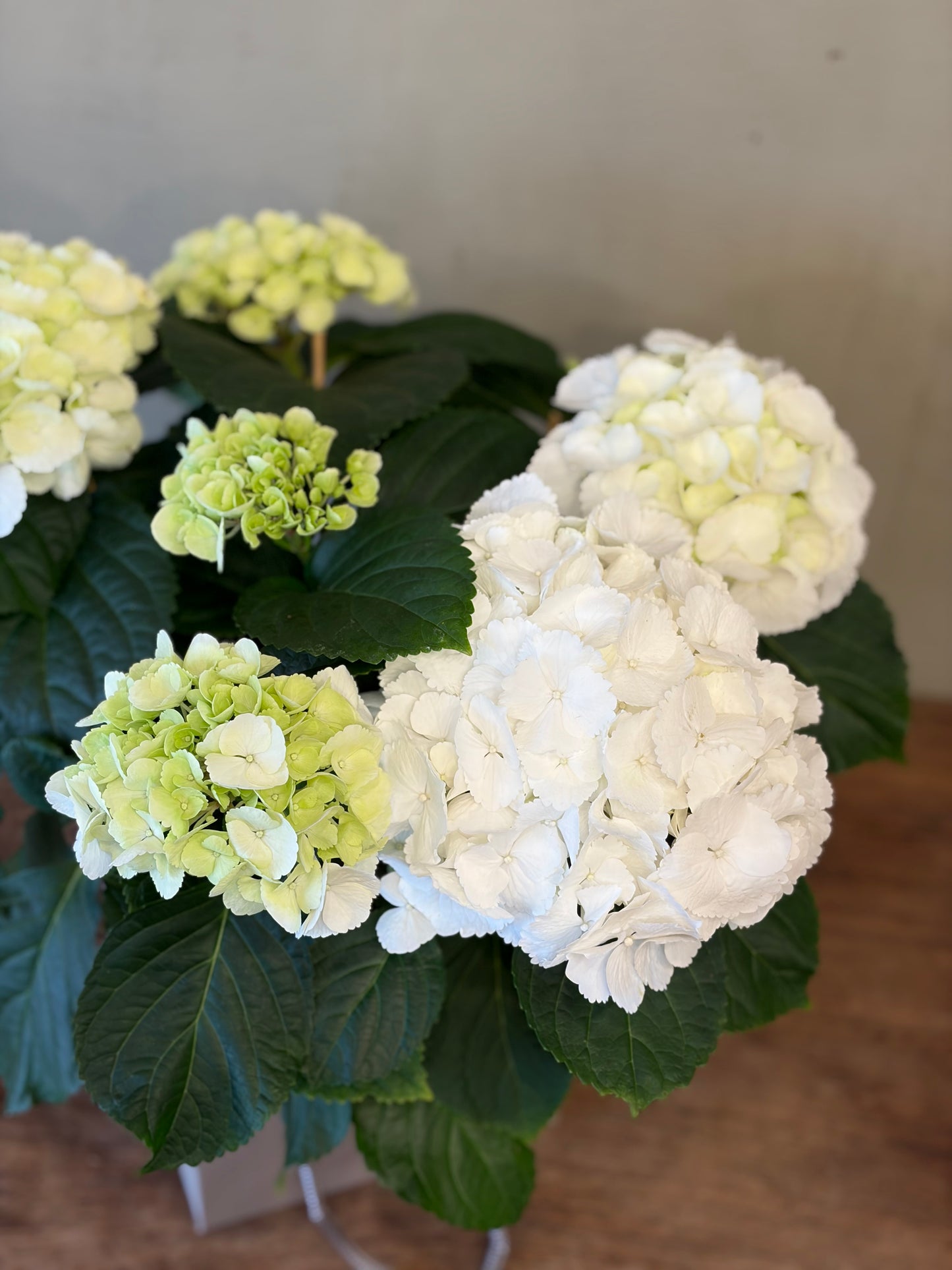 White Hydrangea Plant (£25 / £30)