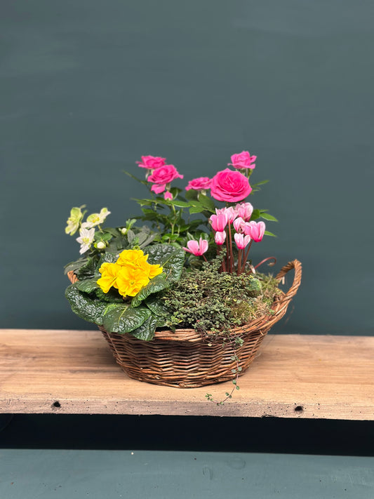 Christmas Planter £30 | £40