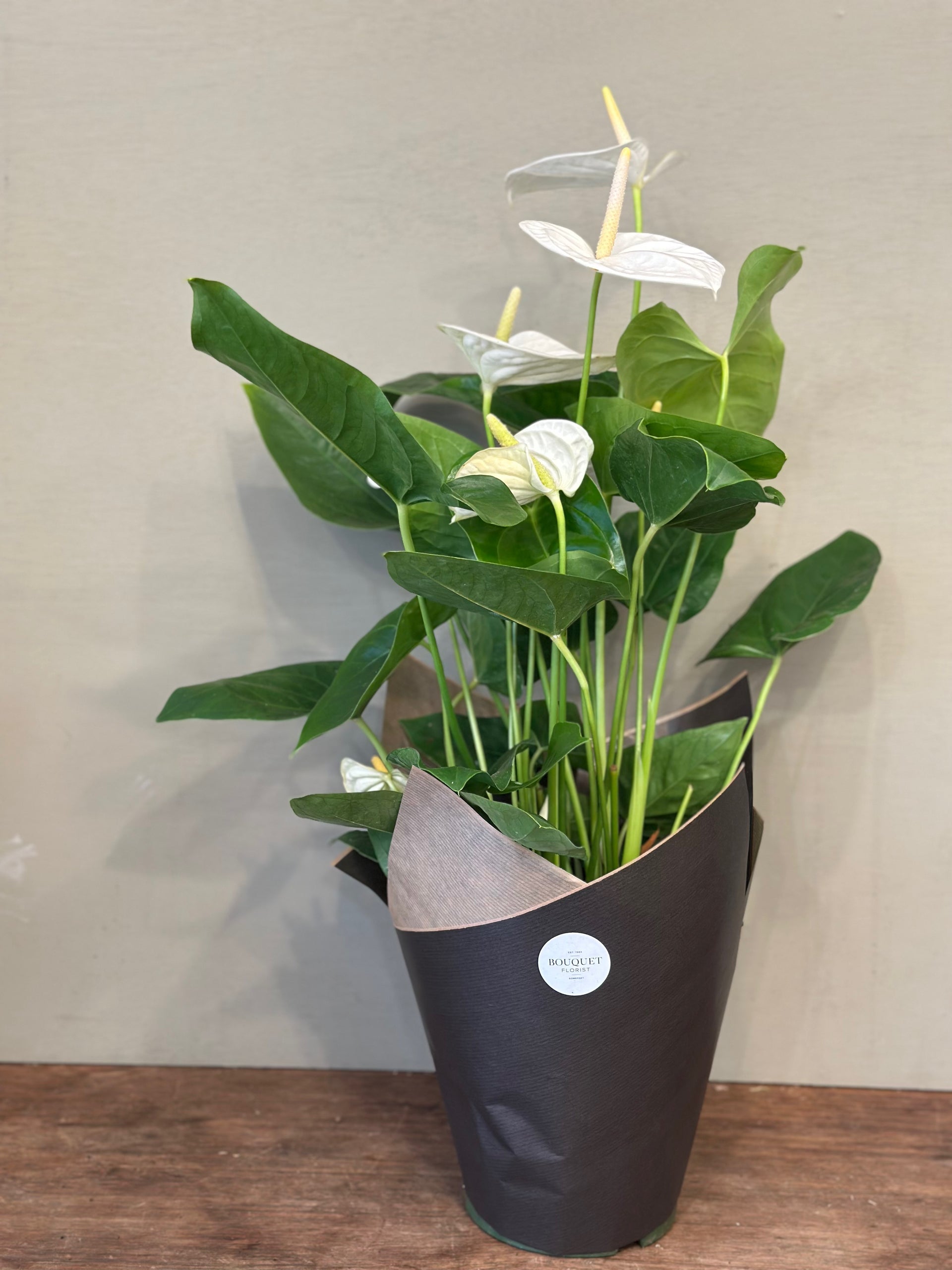 anthurium bouquet uk White Anthurium Plant – Bouquet Florist