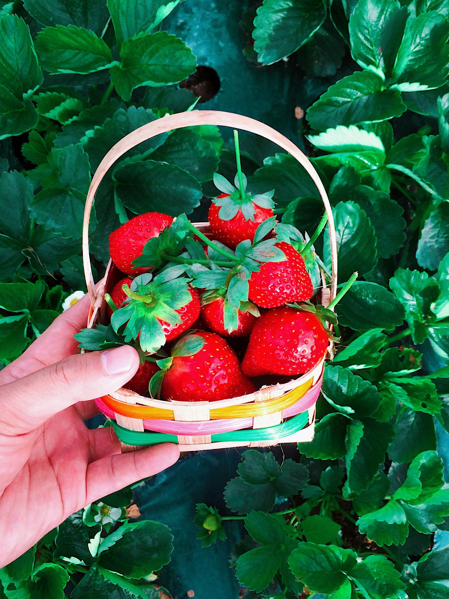 Cheddar Strawberries